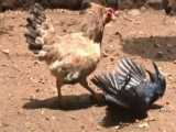 شکار وحشتناک کلاغ توسط مرغ مادر | جنگ مرغ و کلاغ