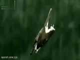 شکار حیرت انگیز سفره ماهی توسط عقاب