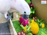 Naughty parrot teases farmer BiBi
