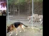 سگ ژرمن شپرد در کنار گرگ های خاکستری