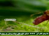 کلیپ حمله و نبرد حیوانات / مستند زندگی مورچه ها / حیوانات