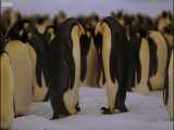 پنگوئن‌های امپراتور؛ زندگی در دنیای منجمد