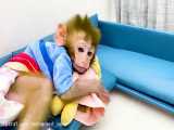 Baby monkey Bon Bon watches TV in his new living room and plays with his friends