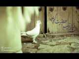 نماهنگ شهادت امام حسن مجتبی (ع) | حاج میثم مطیعی