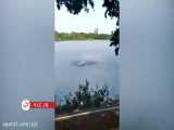 حمله تمساح به یک شناگر در دریاچه