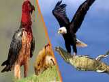8 پرنده مرگبار برتر جهان _ خطرناک ترین پرندگان