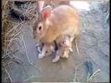 شیر خوردن بچه خرگوش ها (جز پر بازدیدترین کلیپ های سال)