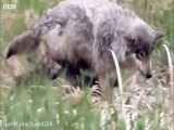 محافظت گرگ ها از توله هایشان در مقابل خرس