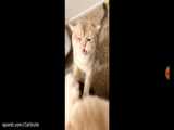 ویدیو های گربه ناز معروف یوتیوب cash