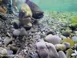 خانواده آزادماهیان: Salmonidae
