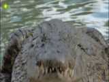 تمساح های درنده :: تله های درنده، نبرد حیوانات بی رحم