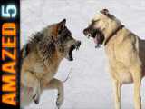 5 نژاد سگ می توانند به راحتی گرگ ها را شکست دهند