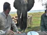 حمله فیل به میز توریست ها در زیمبابوه 