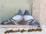 کبوترمسابقه کبوترمسافتی،کبوترپلاکی،کبوتران حاج احمدآتابای