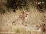 مستند حیات وحش 2021 _ قبیله ای که از شیرها می دزدد - V در لوله