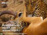 شکار ایمپالا توسط پلنگ