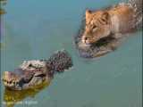 حیات وحش،حمله شیر به کروکودیل در رودخانه، حمله حیوانات وحشی
