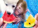 Monkey Baby Bon Bon eats rainbow oreo and swims with puppy  koi fish  goldfish