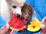 خوراکی های میمون - بازی میمون و توله سگ در استخر