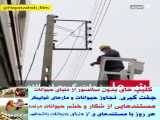 کلیپ حمله و جنگ حیوانات / نجات گربه از از بالای تیر برق در تبریز