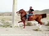 اسب های معروف ایران سرمست افسانه ای  کره ای از سرتاج ویاقوت جهرم