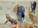 جنگ حیوانات حیات وحش | نبرد بوفالو با شیر های مغرور