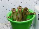 حمام کردن میمون های شیطون در وان حمام
