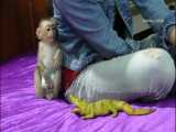 ترسیدن ها و بازی کردنهای میمون کوچولوی خوشگل از سوسمار اسباب بازی ته خنده HD