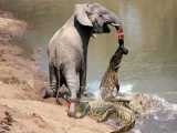 فیل به طرز دردناکی از دندان مرگ تمساح پیچید | کلیپ حیوانات حیات وحش