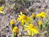 زنبور کمر نخی در کویر شهرستان ورزنه