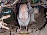 موش پا مسواکی در کویر شهرستان ورزنه