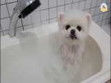 حمام کردن سگ پامرانین در وان حمام