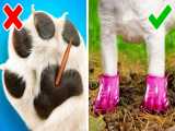 تفریح و سرگرمی :: ترفند ها و ایده های هوشمندانه برای حیوانات خانگی