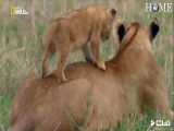 مستندحیات وحش از حنگل های آفریقا - حیوانات وحشی - شکار حیوانات