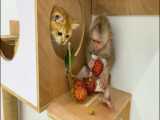 فیلم به فرزندی گرفتن بچه میمون یتیم خوشگل و بامزه ترین لحظات با گربه کوچولو HD