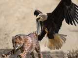 تلاش نوزاد یوزپلنگ برای فرار از تعقیب و گریز عقاب
