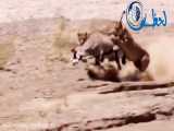 جنگ حیوانات وحشی 1400 _ شیر مادر در دفاع از نوزادش صحنه ای باورنکردنی