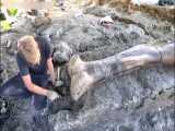 مستند حیوانات :: عجیب وغریب ترین چیزهایی که لب ساحل پیدا شدند