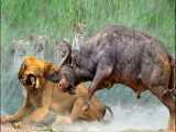 حیات وحش - شکنجه وحشیانه شیرها - حملات حیوانات - راز بقا
