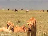 مبارزه و جنگ حیوانات وحشی در قلمرو شیرها