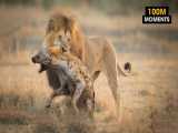 مستند حیات وحش - جنگ و نبرد شیر و کفتار - راز بقا - حملات حیوانات