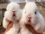 بچه خرگوش های ناز و کیوت
