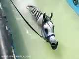 اسب های زیبای عرب
