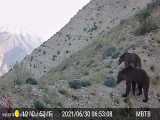 خرس قهوه‌ای و گرگ در ارتفاعات لاریجان (آزو)