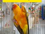 دلایل اصلاح ناخن در پرندگان خانگی (Parrots nail trimming)
