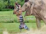 ببر به طور ناگهانی از پشت مورد حمله فیل قرار گرفت | حملات حیوانات وحشی
