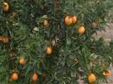 فیلم درخت مادری نارنگی پیج فرانسوی در نهالستان و گلخانه فروزانی 
