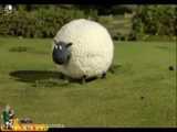 گوسفندان زبل انیمیشن