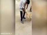 نجات سگ از چنگال مرد هندی توسط یک گاو