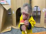 خنده دارترین و باحالترین بچه میمون های خوشگل و بامزه به فرزندی قبول شده 10 HD